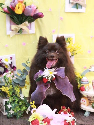 20230317ぐりちゃん